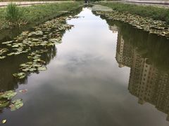 -金星公园