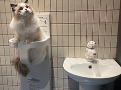 -暖阳宠物医院·犬猫康复中心·骨科
