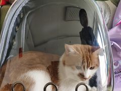 -小伙伴宠物医院•急重症转诊中心·老年专科·犬猫全科(北大街总院)