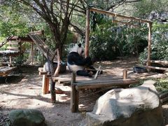 -深圳野生动物园