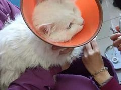 -瑞派福兴宠物医院犬猫全科·骨科·中西医结合(河东店)