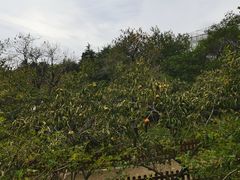 -石老人观光园