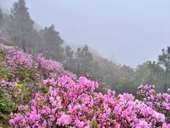 -雨花胜境