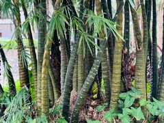 -南宁良凤江国家森林公园