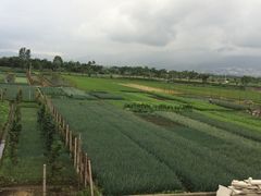 -翠田Green Field Kitchen