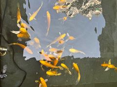 -觀芷隐轩
