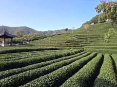 -野蔓果·山野菜(西湖景区·龙井茶田店)