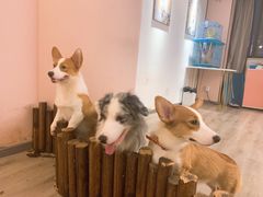 -浣熊柯尔鸭土拨鼠·电玩咖