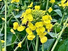 -中国天府农业博览园