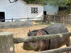 -昆明动物园