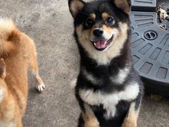 -柴犬高等学院·狗咖·柴犬售卖·宠物训练