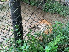 -海南热带野生动植物园