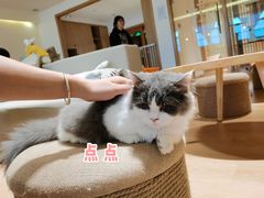 -猫腻·猫咖·撸猫馆(星光大道店)