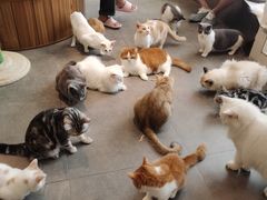 -飞行喵MR PILOT|猫舍·猫咖(静安大融城店)