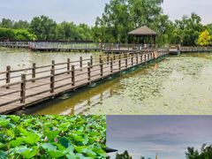 -大湾区中央湿地公园