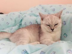 -袖虎·猫馆(体育西路店)