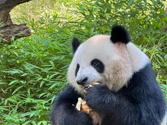 -广州长隆野生动物世界