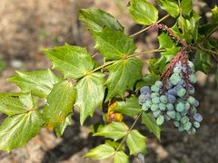 -春花秋色城市公园