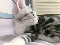 -纳吉亚猫专科动物医院·北北分院