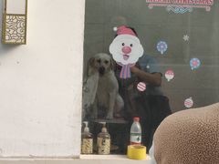 -翊宠yipet猫狗购宠庄园犬舍•猫舍