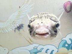 -烟台海昌鲸鲨海洋公园