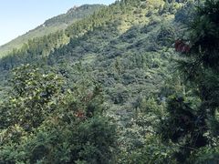 -南岳衡山风景名胜区-南岳大庙