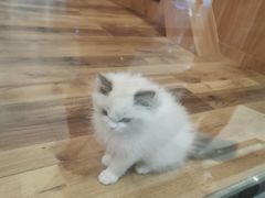 -袖虎·猫馆(体育西路店)