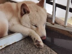 -喜柴咖啡·柴犬狗咖