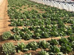 -杨柳青园艺科技博览园