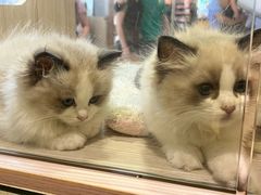 -屋虎猫馆(宝安大仟里店)