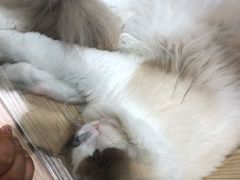 -屋虎猫馆(宝安大仟里店)