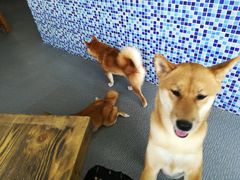 -柴源莊·柴小宠柴犬咖啡
