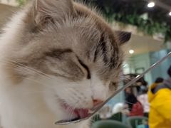 -安格丽娜·狗咖·猫咖羊驼咖(春熙路百盛商场店)