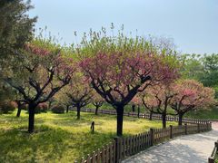 -莲花池公园