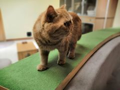 -猫和宫(六道口店)