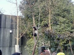 -成都大熊猫繁育研究基地