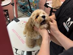 -FAELING PETS美天灵宠物(合生汇店)