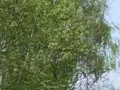 -洛阳市隋唐城遗址植物园