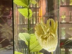 -广州神农草堂中医药博物馆