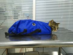 -瑞派福兴宠物医院犬猫全科·骨科·中西医结合(河东店)