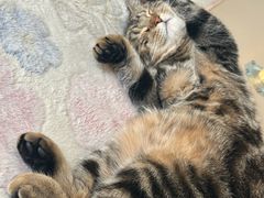 -瑞派·关忠动物医院·猫专科·犬专科(三环新城店)