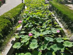 -万源龙顺度假庄园生态观光园