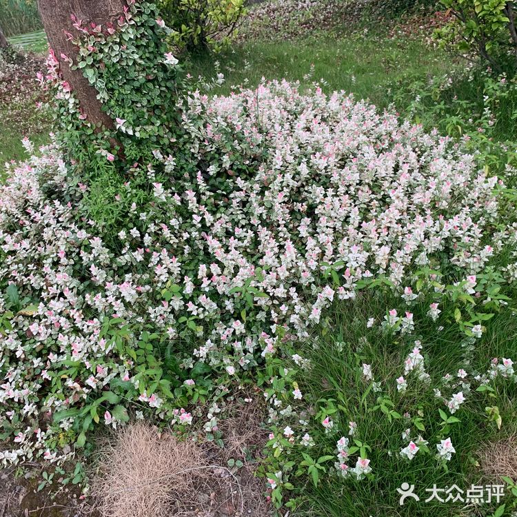 湘湖花海香田花期表图片