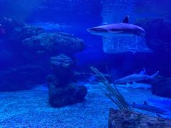 -多彩贵州城极地海洋世界