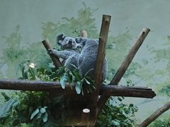 -广州长隆野生动物世界