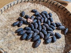 -昆虫窝子·特色云南菜(拓东路总店)