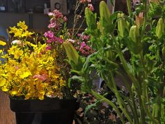 -花十悦·鲜花咖啡餐厅(振业城一期店)