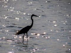 -白鹭湾湿地公园