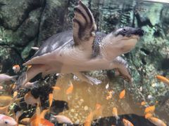 -萌宠奇缘(荣鼎店)