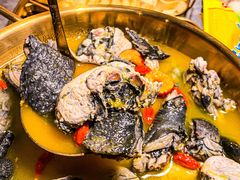 -Darling Queen·Mini·Live·House